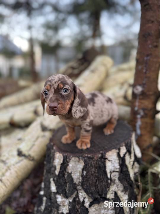 Wyjątkowa Sunia Jamnik miniaturowy Choco merle z Kraków