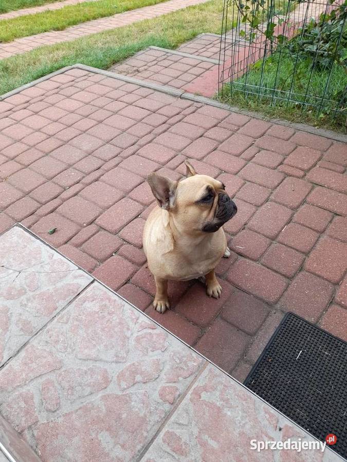 Buldog francuski suczka Augustów sprzedam