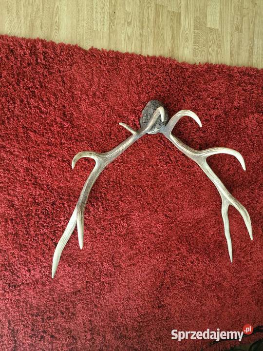 ROGI JELENIA POROŻE OKAZJA Nowy Sącz