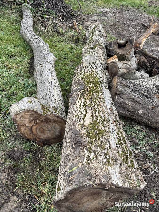 Orzech włoski 2 55 m i 4 m średnica 60 Liściaste Wieliczka sprzedam