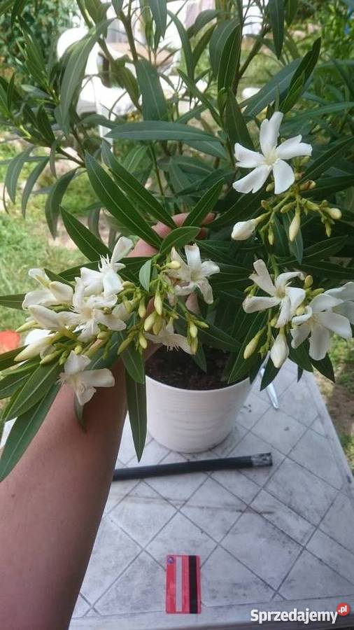 Piękny duży kwitnący oleander Zaborówek sprzedam