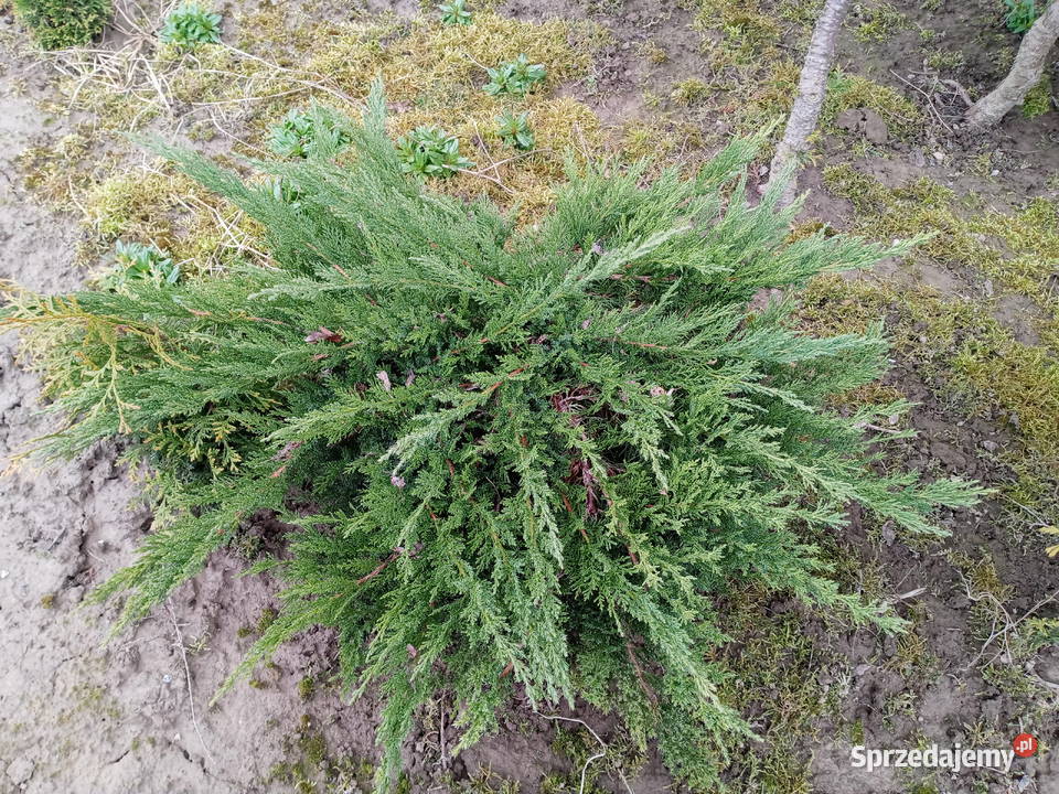 Piękne duże jałowce Lublin