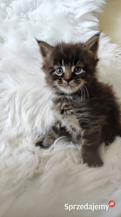 Maine Coon Częstochowa sprzedam