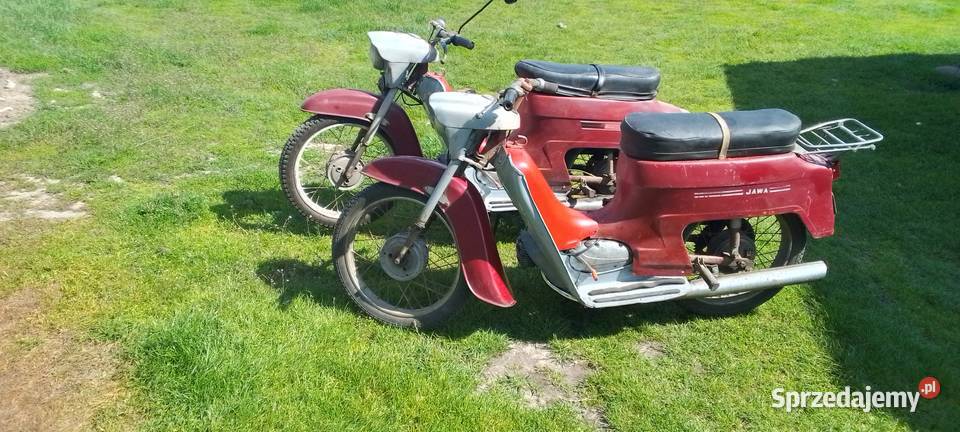 Sprzedam kawkę 50 kaczka mazowieckie Sarnów