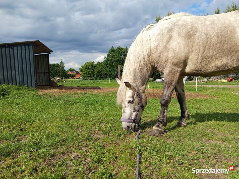Wałach konik polski