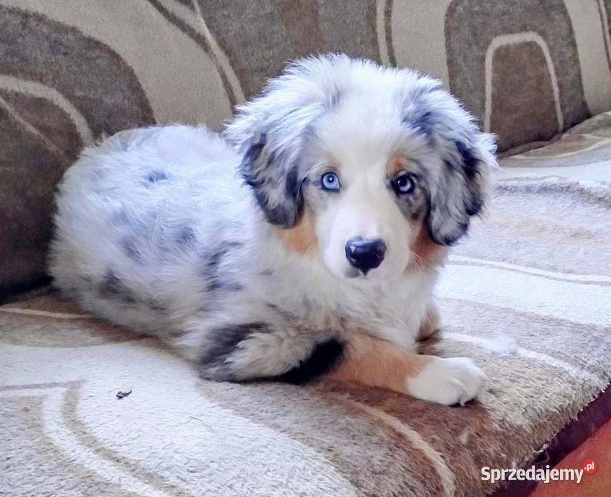 Miniaturowy owczarek amerykański Sosnowiec