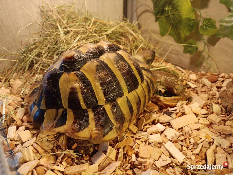 ŻÓŁW GRECKI TESTUDO HERMANNI Lyski