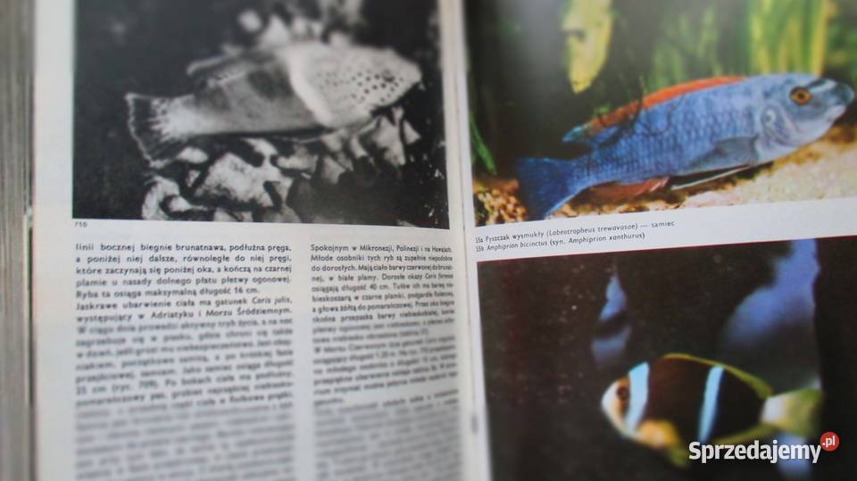 Wielki atlas ryb ryby ptaki dinozaury gady ssaki biologia, ekologia Książki naukowe i popularnonaukowe Łódź