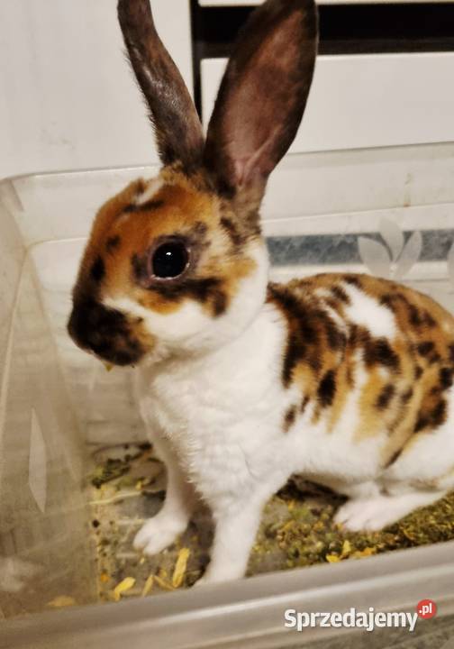 Królik Karzelek Mini Rex trójbarwny Rolnictwo Katowice