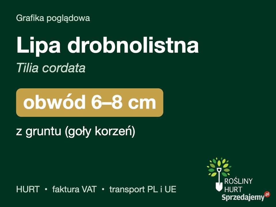 Lipa drobnolistna Tilia cordata obwód 68 z