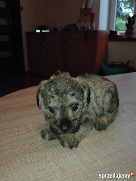 Oddam szczeniaki w rece