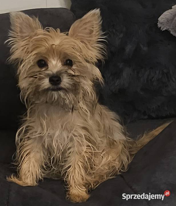 Yoreczka mała blondyneczka śląskie