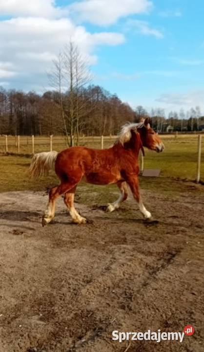 Młoda ładna Zrebica Aleksandrów