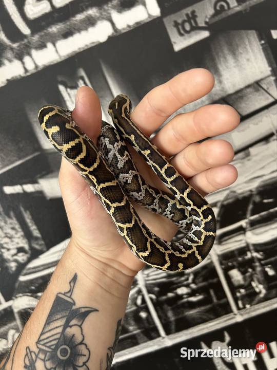 Pyton Birmański Classic 100 het Pied 50 albino Suchedniów sprzedam