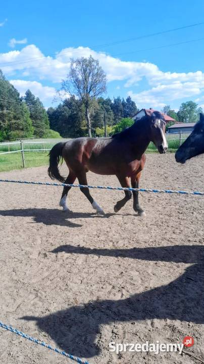 Sprzedam dwu letniego walacha Ręczno