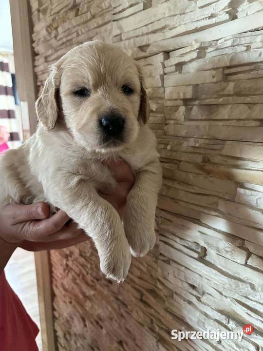Piesek Golden Retriever Poniatowa