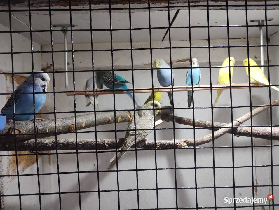 Papugi faliste Ptaki Ozimek sprzedam