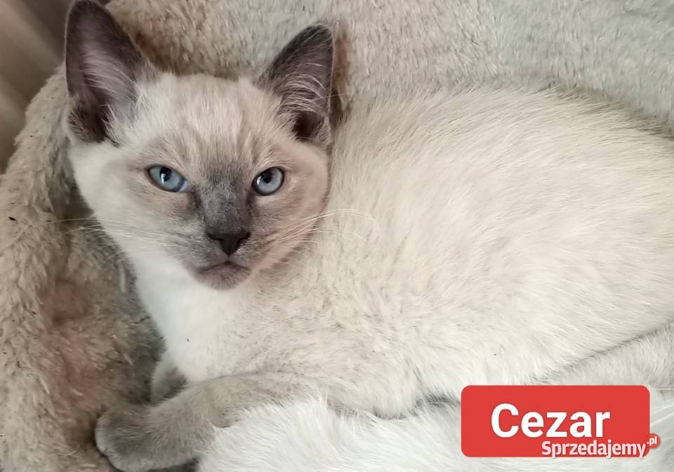 Kot syjamski w starym typie tajski Puławy sprzedam