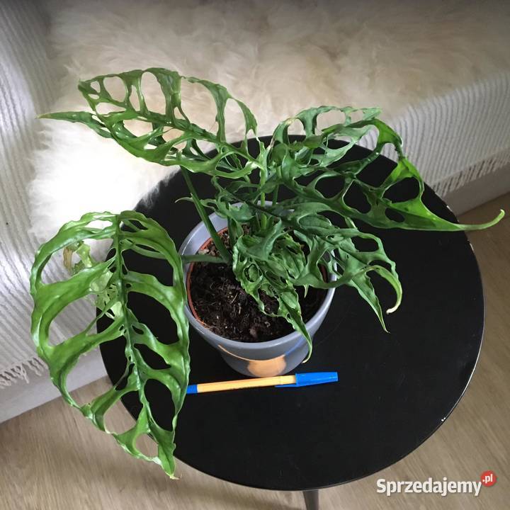 Monstara Peru Obliqua Zielone Warszawa