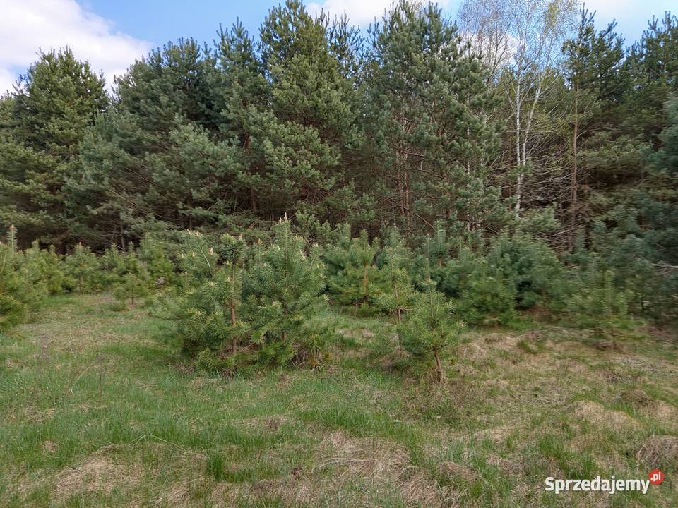 Sprzedam działkę rolną lesie 3900 m2 Talczyn Sprzedaż