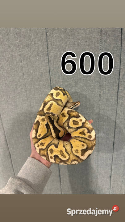 Pytony boa Sulejówek