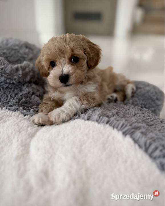 Maltipoo piękny chłopiec