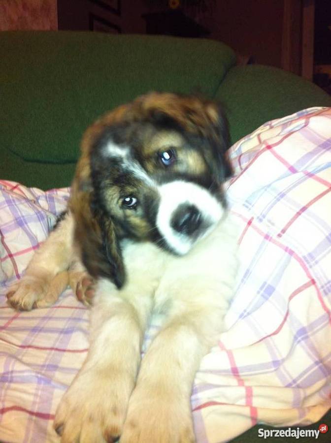 Szczeniaczek Sunia Mieszaniec Bernardyna Turek