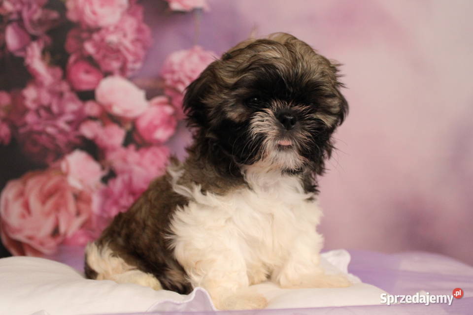 Szczeniak shihtzu wielkopolskie Poznań