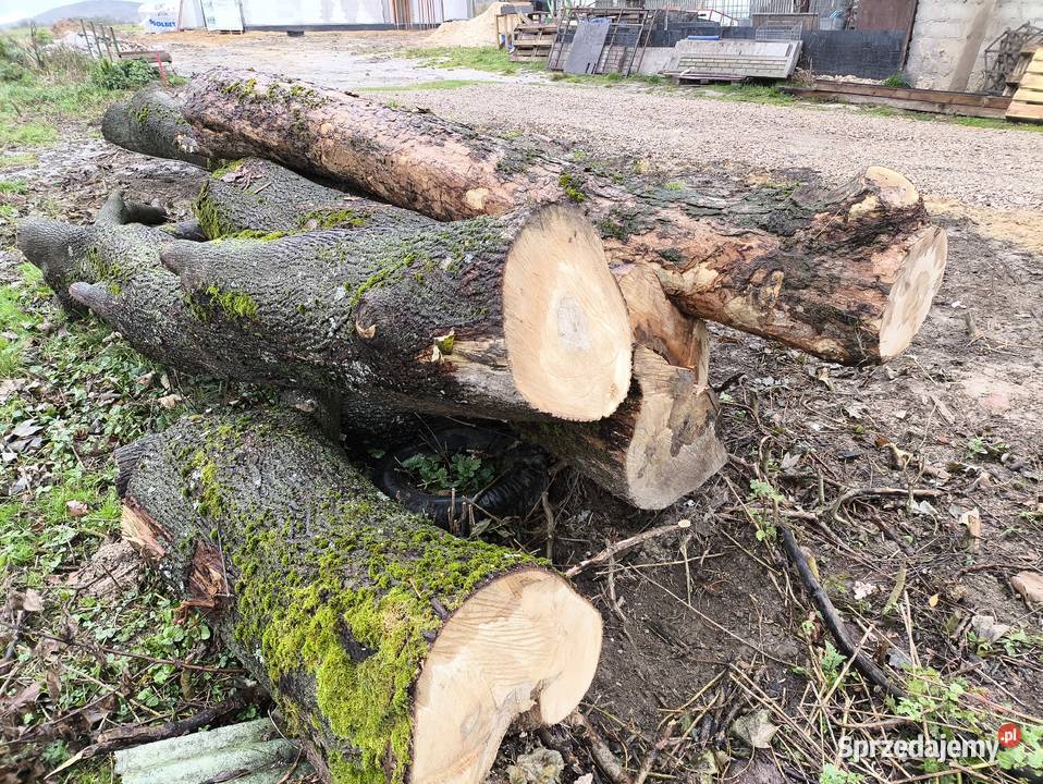 Sprzedam jesion klon w kłodach świętokrzyskie Kielce