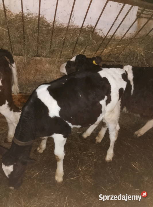 Jałoweczki do dalszego chowu Mzurowa
