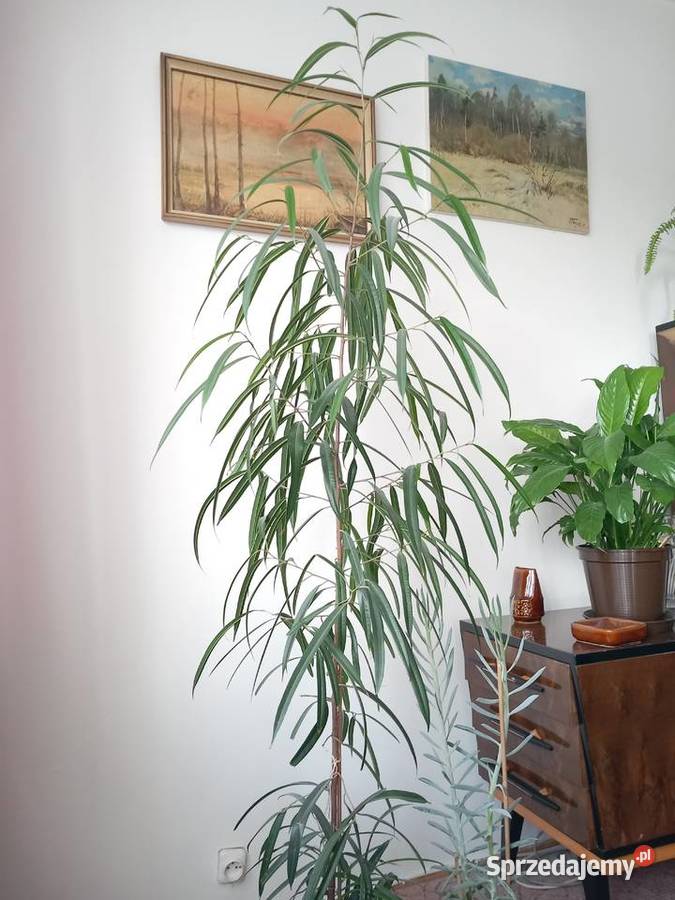 Fikus wąskolistny domowa hodowla Sosnowiec sprzedam