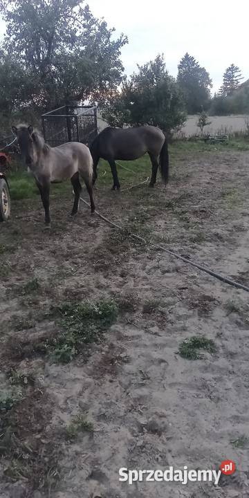 Sprzedam kobyłe ze źrubką Stok