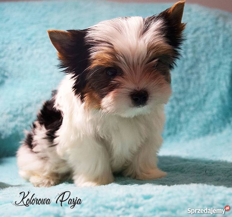 York biewer wyjatkowy mini piesek championach