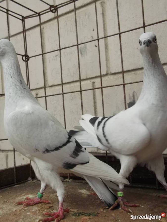 Sprzedam gołąbki ozdobne mazowieckie Garwolin