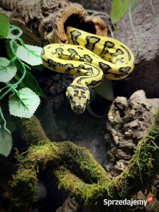 Pyton z terrarium Pruszków sprzedam