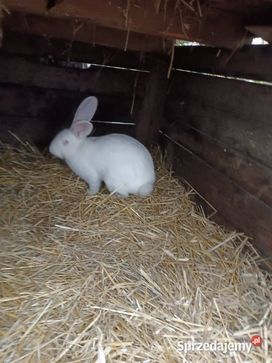 Sprzedam króliki mazowieckie Machnatka