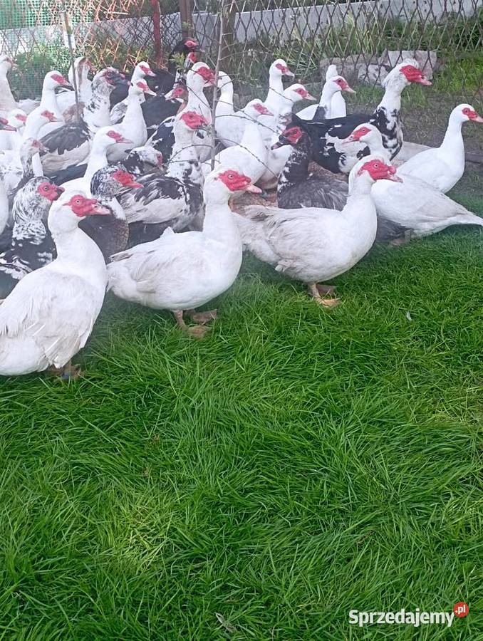 Sprzedaż LIKWIDACJA KACZORÓWKACZEK Piżmowych Golasowice