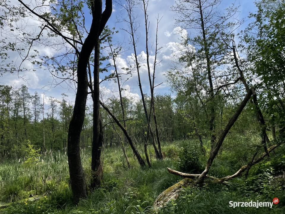 Las 634ha z działką rekreacyjną i stawem 63400m2 Lipa
