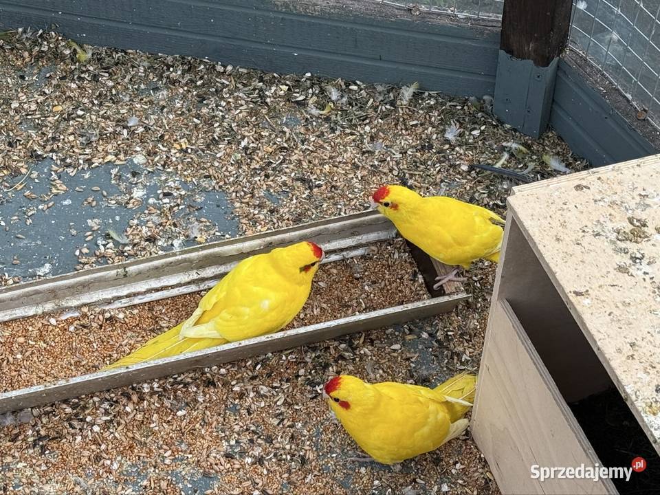Mondrolotki kozy Trzebnica