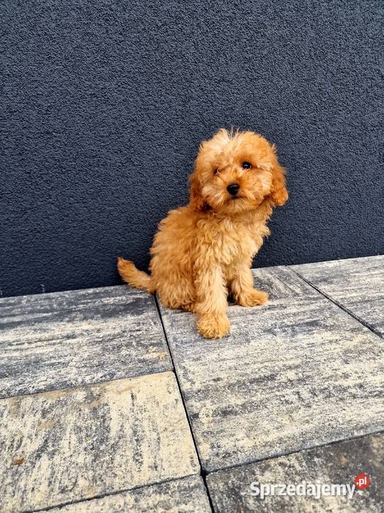 Rasowy pudelek toy tatus FCI TRANSPSORT Pozostałe Jasło