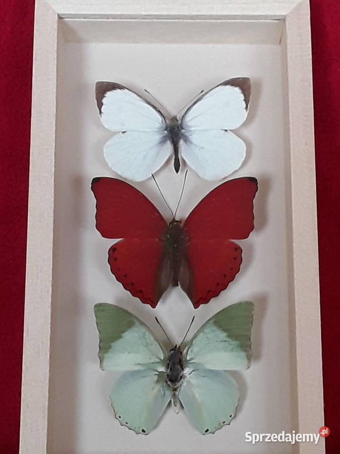 Motyle w ramce 10x18 Cymothoe Charaxes Szczecin