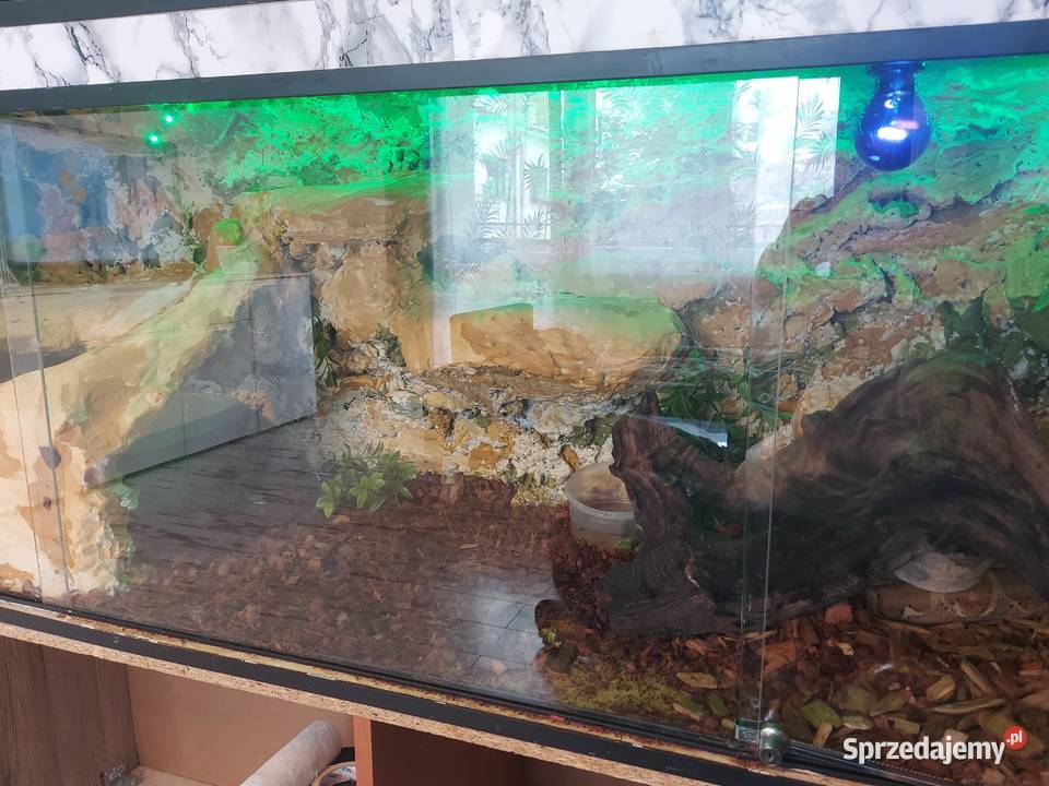 Boa cesarski Cieszyn