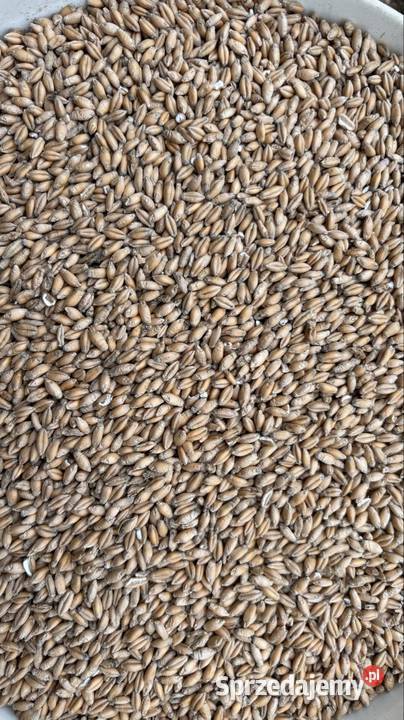 Pszenżyto ozime jęczmień ozimy