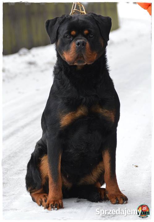 Rottweiler suczka ZKwPFCI małopolskie Smyków
