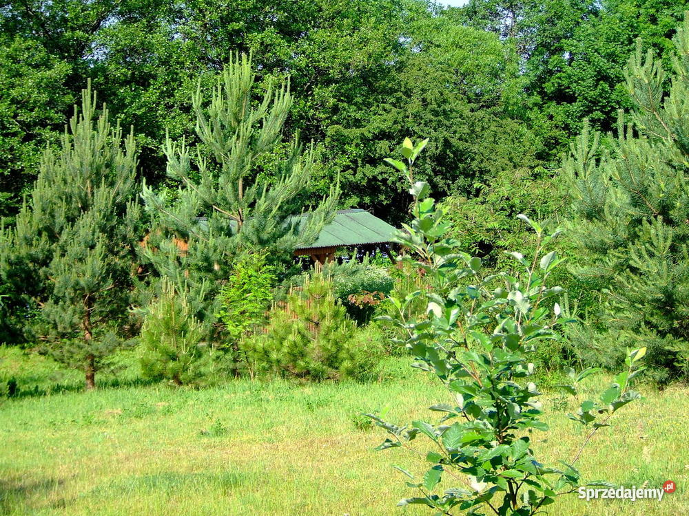 DZIAŁKA NA MAZURACH SAMYM JEZIOREM prąd Stare Kiejkuty