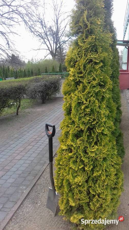 Sprzedam tuja złota szmaragd Poddębice