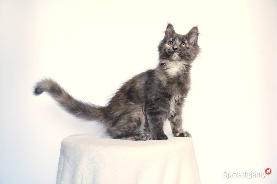 Koteczka niebieska Maine Coon Kraków