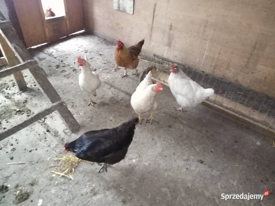 Sprzedam kury nioski Pszczyna