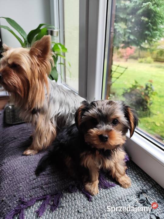 Yorkshire Terrier Bakałarzewo