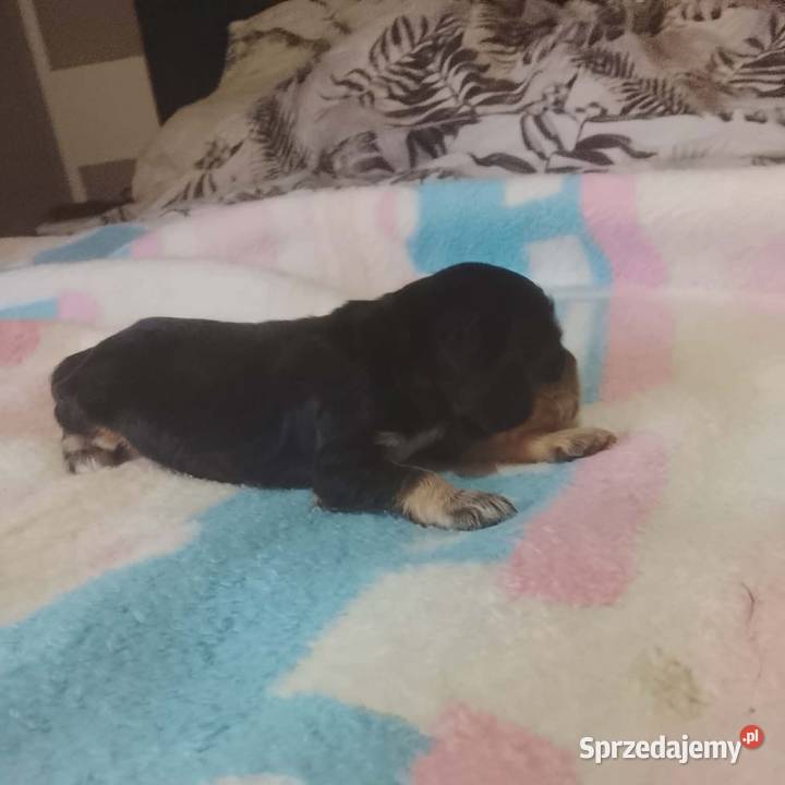 Cocker Spaniel Angielski Suczka Jutrosin sprzedam